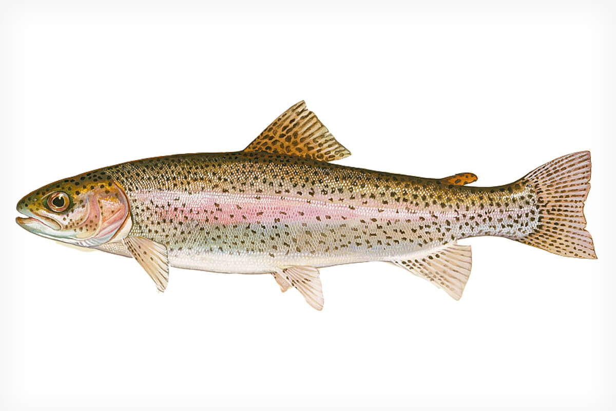 trout